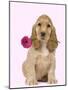 English Cocker Spaniel Puppy Holding Flower-null-Mounted Photographic Print