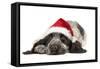 English Cocker Spaniel Puppy in Christmas Hat-null-Framed Stretched Canvas