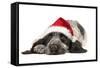 English Cocker Spaniel Puppy in Christmas Hat-null-Framed Stretched Canvas