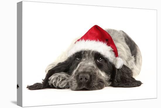 English Cocker Spaniel Puppy in Christmas Hat-null-Stretched Canvas