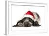 English Cocker Spaniel Puppy in Christmas Hat-null-Framed Photographic Print