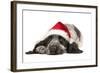 English Cocker Spaniel Puppy in Christmas Hat-null-Framed Photographic Print