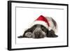 English Cocker Spaniel Puppy in Christmas Hat-null-Framed Photographic Print