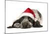 English Cocker Spaniel Puppy in Christmas Hat-null-Mounted Photographic Print