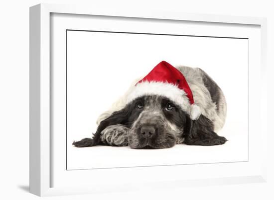 English Cocker Spaniel Puppy in Christmas Hat-null-Framed Photographic Print