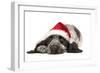 English Cocker Spaniel Puppy in Christmas Hat-null-Framed Photographic Print