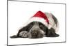 English Cocker Spaniel Puppy in Christmas Hat-null-Mounted Photographic Print
