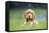 English Cocker Spaniel Puppy in Garden-null-Framed Stretched Canvas