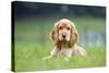 English Cocker Spaniel Puppy in Garden-null-Stretched Canvas