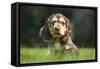 English Cocker Spaniel Puppy in Garden-null-Framed Stretched Canvas