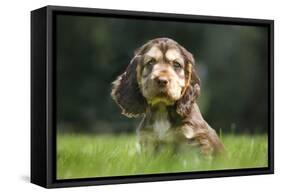 English Cocker Spaniel Puppy in Garden-null-Framed Stretched Canvas