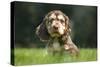 English Cocker Spaniel Puppy in Garden-null-Stretched Canvas