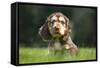 English Cocker Spaniel Puppy in Garden-null-Framed Stretched Canvas