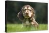 English Cocker Spaniel Puppy in Garden-null-Stretched Canvas