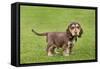 English Cocker Spaniel Puppy in Garden-null-Framed Stretched Canvas