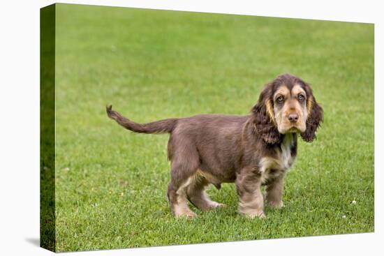 English Cocker Spaniel Puppy in Garden-null-Stretched Canvas