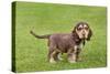 English Cocker Spaniel Puppy in Garden-null-Stretched Canvas