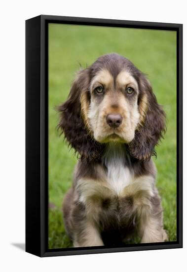 English Cocker Spaniel Puppy in Garden-null-Framed Stretched Canvas