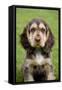 English Cocker Spaniel Puppy in Garden-null-Framed Stretched Canvas