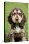 English Cocker Spaniel Puppy in Garden-null-Stretched Canvas