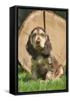 English Cocker Spaniel Puppy in Garden-null-Framed Stretched Canvas