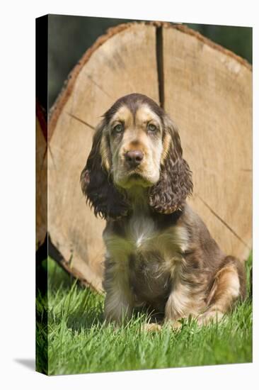 English Cocker Spaniel Puppy in Garden-null-Stretched Canvas