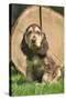 English Cocker Spaniel Puppy in Garden-null-Stretched Canvas