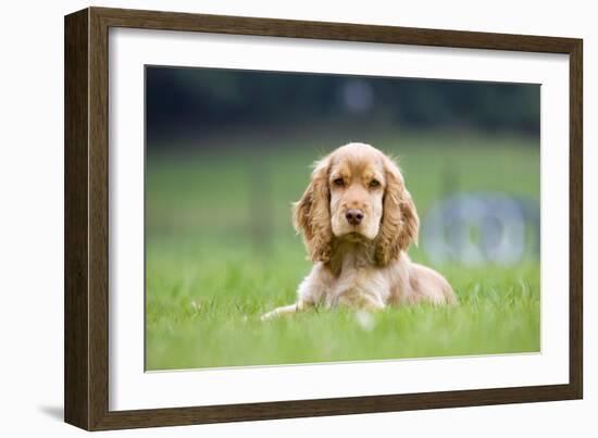 English Cocker Spaniel Puppy in Garden-null-Framed Photographic Print