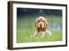 English Cocker Spaniel Puppy in Garden-null-Framed Photographic Print