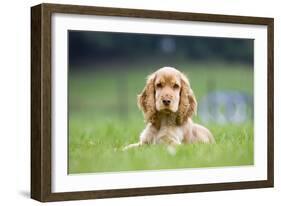 English Cocker Spaniel Puppy in Garden-null-Framed Photographic Print