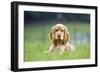 English Cocker Spaniel Puppy in Garden-null-Framed Photographic Print