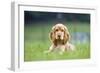 English Cocker Spaniel Puppy in Garden-null-Framed Photographic Print