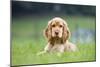 English Cocker Spaniel Puppy in Garden-null-Mounted Photographic Print