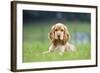 English Cocker Spaniel Puppy in Garden-null-Framed Photographic Print