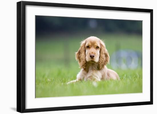 English Cocker Spaniel Puppy in Garden-null-Framed Photographic Print