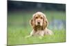 English Cocker Spaniel Puppy in Garden-null-Mounted Photographic Print