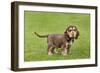 English Cocker Spaniel Puppy in Garden-null-Framed Photographic Print