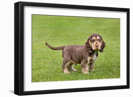 English Cocker Spaniel Puppy in Garden-null-Framed Photographic Print