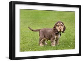 English Cocker Spaniel Puppy in Garden-null-Framed Photographic Print