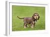 English Cocker Spaniel Puppy in Garden-null-Framed Photographic Print