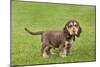 English Cocker Spaniel Puppy in Garden-null-Mounted Photographic Print