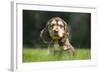 English Cocker Spaniel Puppy in Garden-null-Framed Photographic Print