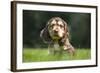 English Cocker Spaniel Puppy in Garden-null-Framed Photographic Print
