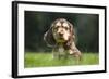 English Cocker Spaniel Puppy in Garden-null-Framed Photographic Print