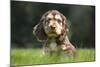 English Cocker Spaniel Puppy in Garden-null-Mounted Photographic Print