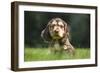 English Cocker Spaniel Puppy in Garden-null-Framed Photographic Print