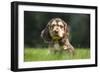 English Cocker Spaniel Puppy in Garden-null-Framed Photographic Print