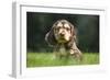 English Cocker Spaniel Puppy in Garden-null-Framed Photographic Print