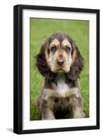 English Cocker Spaniel Puppy in Garden-null-Framed Photographic Print