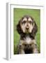 English Cocker Spaniel Puppy in Garden-null-Framed Photographic Print